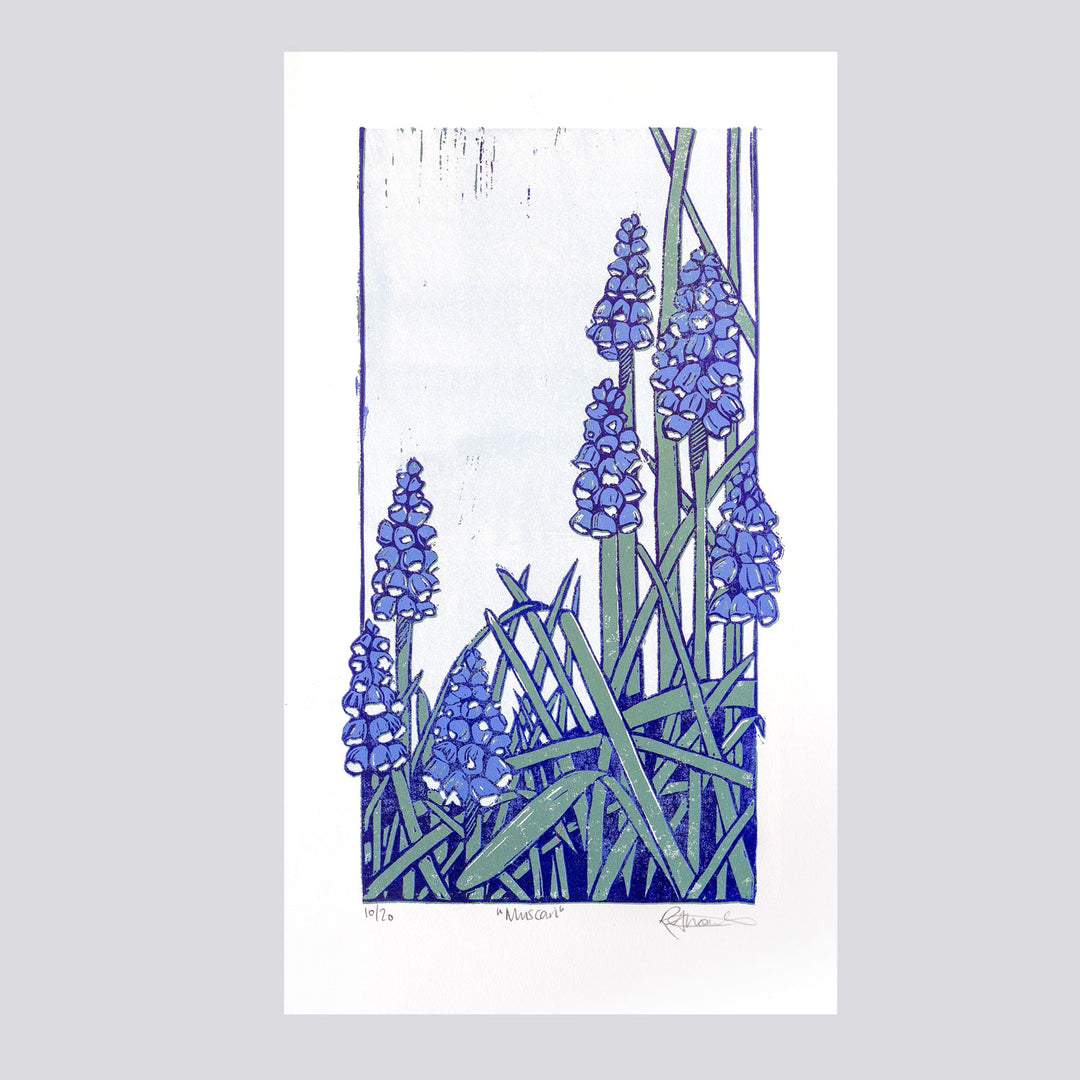 Muscari by Rachel Knowles