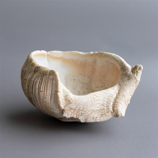 Shell Form III by Zivarna Murphy