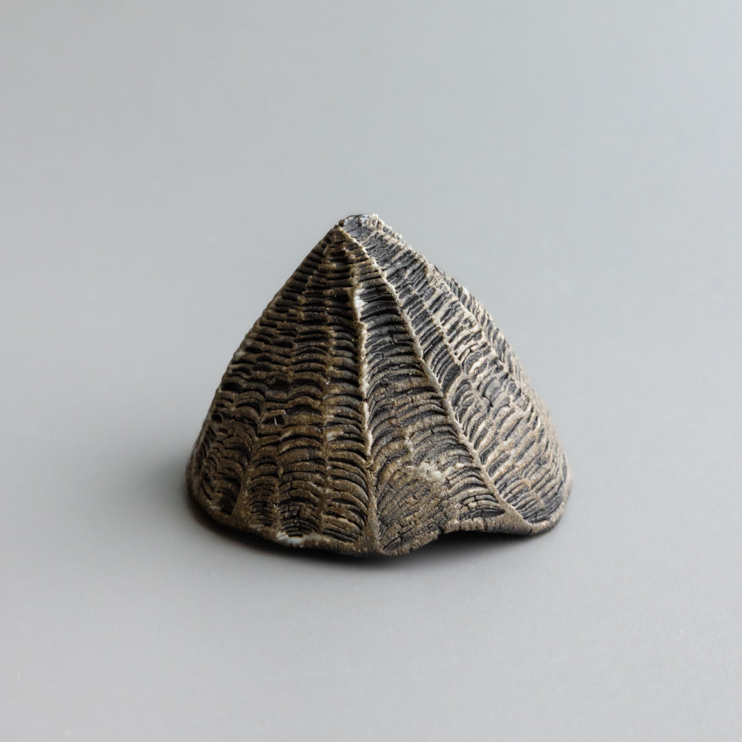 Limpet Form by Zivarna Murphy