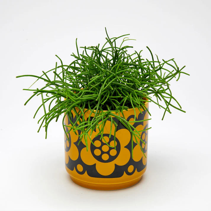 Planter Yellow Flower Hornsea