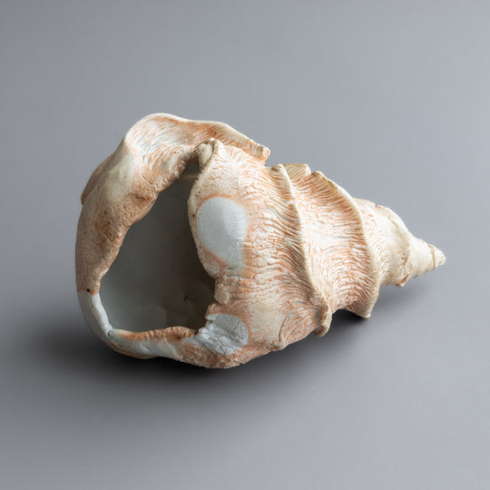 Spiral Shell Form by Zivarna Murphy