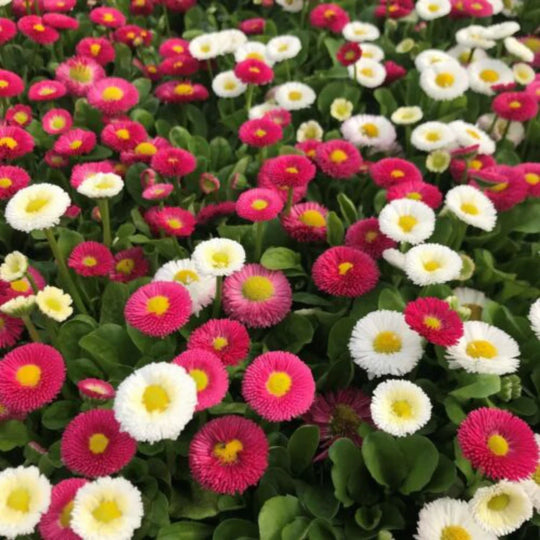 English Daisy Momponette Mix Seeds